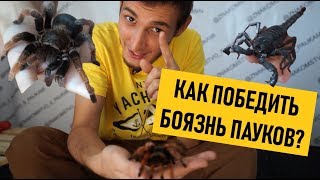 СТРАХ: ПАУКИ! Как победить арахнофобию? Контактная выставка \\ Павлодар