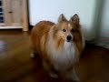 sheltie howling