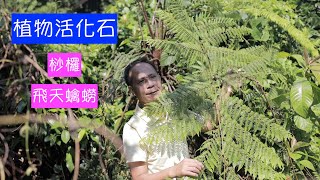 桫欏|楊根錨嶺南草藥香港原生植物賞識（1080P50f）