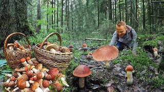 GIANT Mushrooms (2023). Picking WILD MUSHROOMS 2023, Extreme Boletus Mushrooms, mushrooms picking.