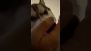 癒される…ハスキーにただ手を舐められるだけ動画#siberianhusky#husky#dog#シベリアンハスキー#ハスキー#ハスキー犬#犬#中型犬#大型犬#shorts