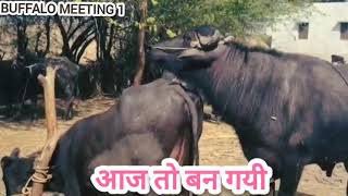 Buffalo meeting । buffalo ।buffaloes। buffalo meeting video #buffalo #animals#bull #fyp #foryou