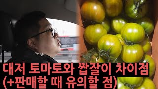 대저토마토와 짭잘이 구별하는 법