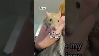 The Pet Rats I've Had and Their Problems