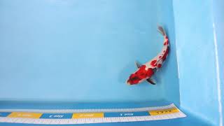 Showa - Isa - EK1767 -  Japanese High Quality Koi For Sale - Elite Koi