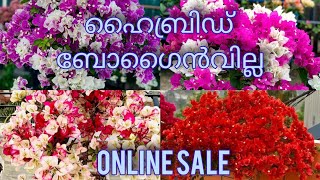 bougainvilla, online sale contact number: 7907464378