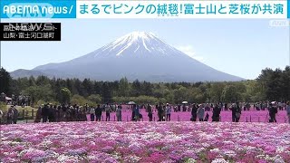 「息をのむ、ピンク。」富士山麓の芝桜満開　山梨・富士河口湖町(2024年5月4日)
