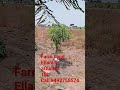 farm land ellaram 3guntas 363 yards 18l