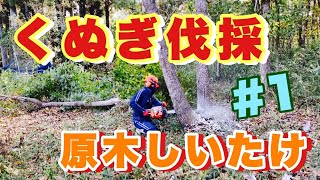 【原木しいたけ】#1 クヌギ伐採作業‼️11月中旬〜開始‼️