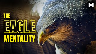 The Eagle Mentality  | The King Of The Sky Eagle Mentality | Eagle Attitude