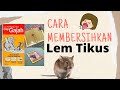 CARA MEMBERSIHKAN LEM TIKUS DI LANTAI !!! #TIPS