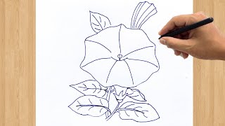 How to Draw Morning Glory Flower Drawing Step by Step