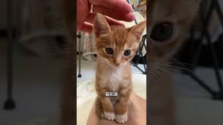 人 你好！我是猫！ 橘猫 记录猫咪日常 铲屎瓜和橘猫的日常 情绪好稳定的小猫 小猫是平淡生活的解药