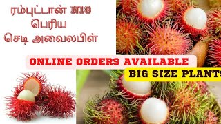 ரம்புட்டான் என் 18 பெரிய செடி ஆன்லைன் ஆர்டர் அவைலபிள் | RAMBUTAN N18 BIG SIZE PLANTS | RARE FRUITS