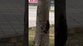 貓🐈追松鼠🐿️