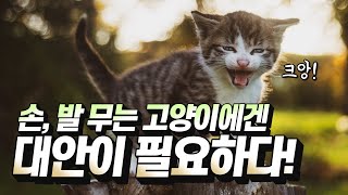 [ENG SUB] 내 손 발 내놔!!!! 제발 그만 물어라 고양아