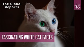 Incredibly Cool And Fascinating White Cat Facts