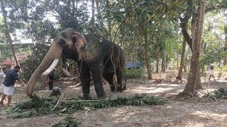 കുഞ്ചുവിനും ചന്ദ്രുവിനും കരിമ്പ് കൊടുക്കുന്നു 💞 ഊക്കൻസ് കുഞ്ചുവും തിരുവമ്പാടി ചന്ദ്രശേഖരനും ❤️ ഭുജംഗ