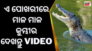 Kendrapara News | ନଈ,ପୋଖରୀରେ ମାଳ ମାଳ କୁମ୍ଭୀର, ଦେଖନ୍ତୁ video| Crocodile Attack |Local News| Odia News