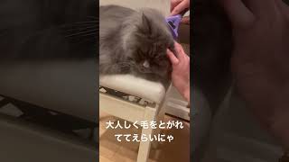 ブラッシングが大好きなラガマフィン #ラガマフィン #猫のいる暮らし #猫動画