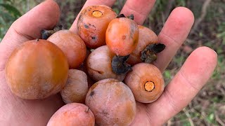 Introduction to American persimmon