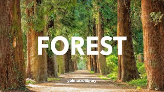 FOREST | 숲길을 걷는 듯한 상쾌한 음악