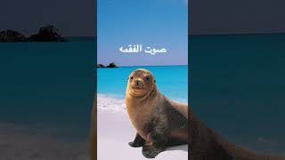 صوت الفقمه Seal sound