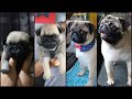 HUGO THE PUG SINCE BIRTH | PUG GROWING UP FROM BIRTH TO 1 YEAR