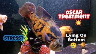 Oscar Fish Lying On the Bottom 🥺|Easy Treatment \u0026 Care |Oscar Thik Hogyi😍|Nikhil Patle #petsvlog #vi