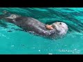 《鳥羽水族館》ラッコの「メイ」18歳の誕生日にアイスケーキをプレゼント🎁