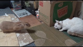 逆襲のウサギに戸惑う猫たち