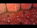 Hepatitis A and B