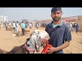 इनके पास हैं 30 गूजरी नस्ल की बकरीयां gujri goats u0026 gujri breeder goatfarming