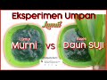 ESSEN ALAMI DAUN SUJI VS LUMUT MURNI || Tes Umpan Dengan Kamera Bawah Air - Ngablu Fishing