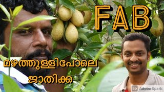 Fab Nutmeg #Best jadi in kerala #Best nutmeg in kerala #Jathi Krishi Malayalam #Nutmeg Farm #nutmeg