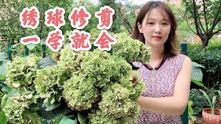 小课堂：不同需求的绣球如何修剪，一学就会的绣球修剪方法，超简单的！