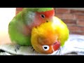 コザクラインコ　ボタンインコ　収まり良かったので