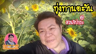 ทุ่งทานดอกตะวัน​  สวนจิปาถะพี่ศรสวยมาก|คุณน้ำเต้า​ ทัวร์ชิม