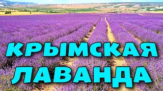 КРЫМСКИЙ ПРОВАНС.  БАХЧИСАРАЙ. пос. ТУРГЕНЕВКА. ИЮНЬ 2024. #крым #лаванда #travel #crimea