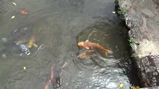 勝手神社　三重県伊賀市山畑