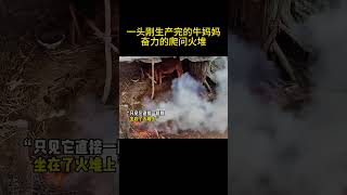 一头刚生产完的牛妈妈奋力的爬问火堆 #正能量 #治愈 #暖心正能量