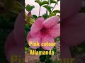 pink colour Allamanda# creeper plant #flowers #garden #rare