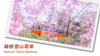 桜咲く 春の箱根登山電車