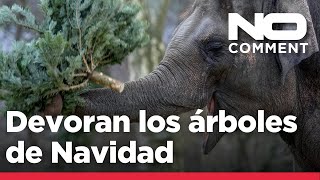 NO COMMENT: Los animales del Zoo de Berlín devoran los árboles de Navidad