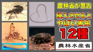 【危険！】日本で最も警戒されてる害虫12種！これを入れたらやばい！？