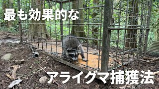 アライグマ捕獲には「アラホール」が有効です！