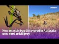 New assassin bug discovered in Australia uses ‘tool’ to kill prey | Yahoo Australia