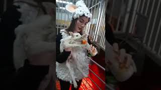 Breastfeeding Lamb