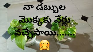 ఆకు ఆకుకూ వేర్లు వచ్చిన money plant మొక్కను చూడండి....