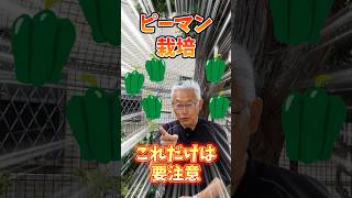 家庭菜園や農園のピーマン栽培でやりがちな失敗３選！これだけは注意したいピーマンの育て方！【農家直伝】#shorts